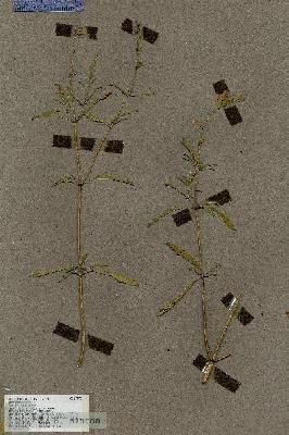 URN_catalog_HBHinton_herbarium_17598.jpg.jpg