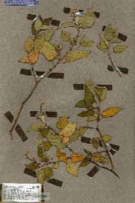 URN_catalog_HBHinton_herbarium_17599.jpg.jpg