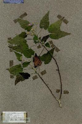 URN_catalog_HBHinton_herbarium_17601.jpg.jpg