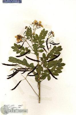 URN_catalog_HBHinton_herbarium_17625.jpg.jpg