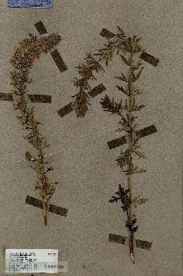 URN_catalog_HBHinton_herbarium_17636.jpg.jpg