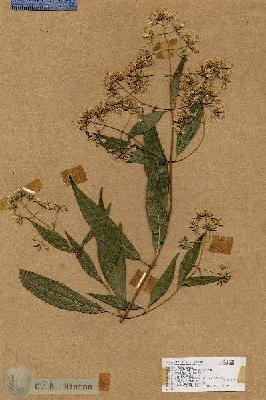 URN_catalog_HBHinton_herbarium_17639.jpg.jpg
