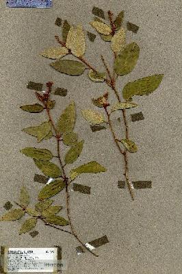 URN_catalog_HBHinton_herbarium_17642.jpg.jpg