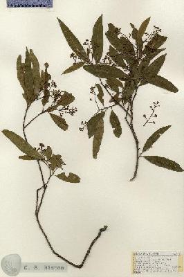 URN_catalog_HBHinton_herbarium_17747.jpg.jpg