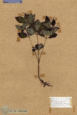 URN_catalog_HBHinton_herbarium_17644.jpg.jpg