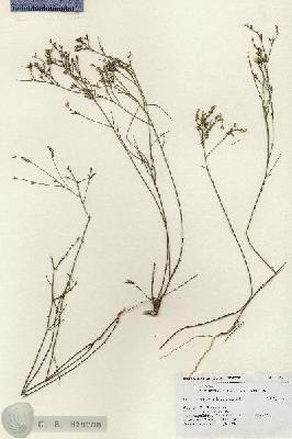URN_catalog_HBHinton_herbarium_17662.jpg.jpg