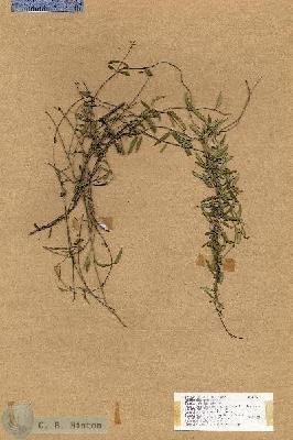 URN_catalog_HBHinton_herbarium_17660.jpg.jpg