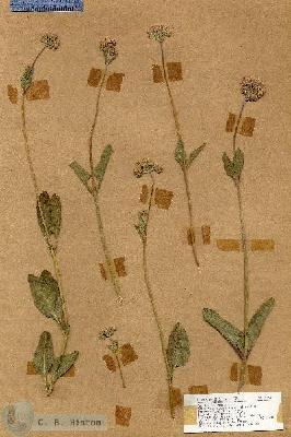 URN_catalog_HBHinton_herbarium_17851.jpg.jpg