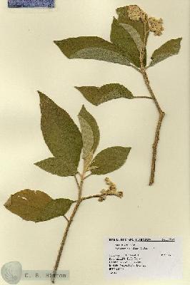 URN_catalog_HBHinton_herbarium_17752.jpg.jpg