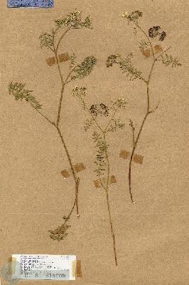 URN_catalog_HBHinton_herbarium_17852.jpg.jpg