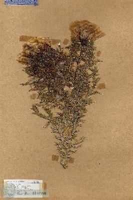 URN_catalog_HBHinton_herbarium_17759.jpg.jpg