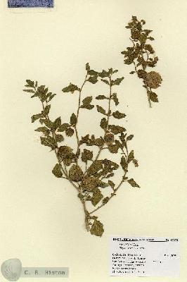 URN_catalog_HBHinton_herbarium_17930.jpg.jpg