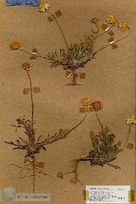 URN_catalog_HBHinton_herbarium_17762.jpg.jpg