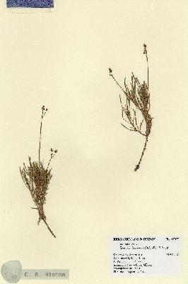 URN_catalog_HBHinton_herbarium_17855.jpg.jpg