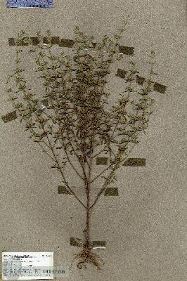 URN_catalog_HBHinton_herbarium_17778.jpg.jpg
