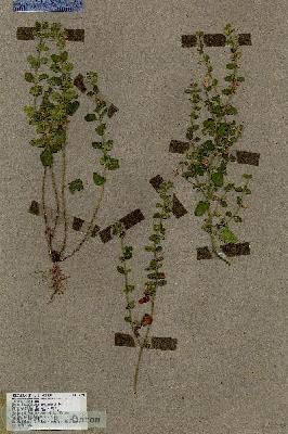 URN_catalog_HBHinton_herbarium_17779.jpg.jpg
