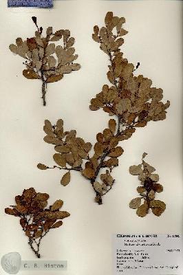 URN_catalog_HBHinton_herbarium_17845.jpg.jpg