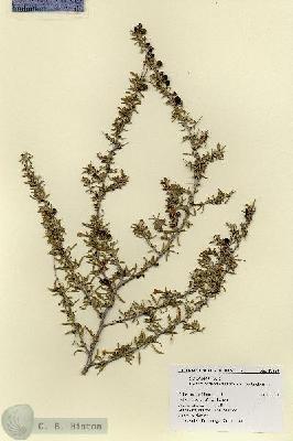 URN_catalog_HBHinton_herbarium_17850.jpg.jpg