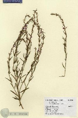 URN_catalog_HBHinton_herbarium_17862.jpg.jpg
