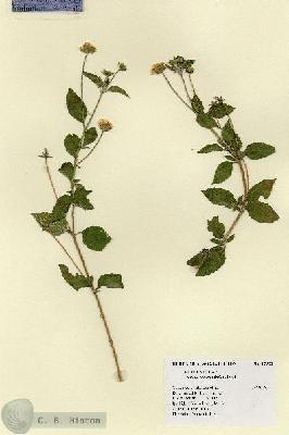 URN_catalog_HBHinton_herbarium_17933.jpg.jpg