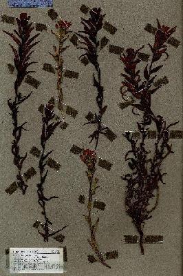 URN_catalog_HBHinton_herbarium_17921.jpg.jpg