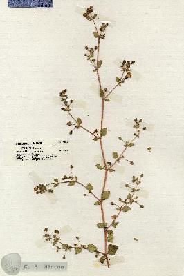 URN_catalog_HBHinton_herbarium_19952.jpg.jpg
