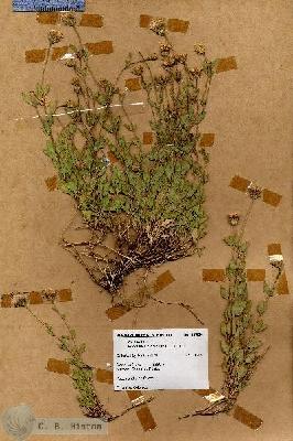 URN_catalog_HBHinton_herbarium_17924.jpg.jpg