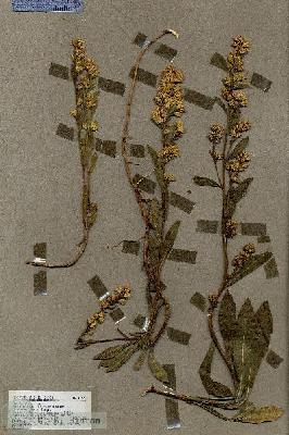 URN_catalog_HBHinton_herbarium_17925.jpg.jpg