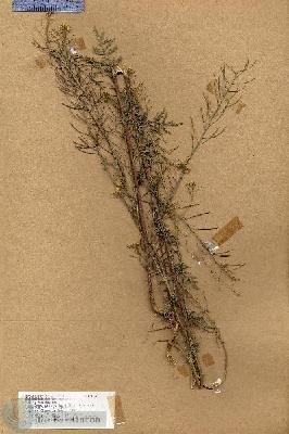URN_catalog_HBHinton_herbarium_18334.jpg.jpg