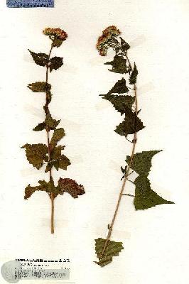URN_catalog_HBHinton_herbarium_19960.jpg.jpg