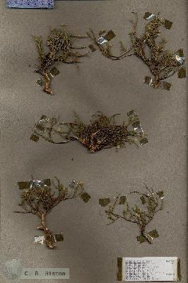 URN_catalog_HBHinton_herbarium_17818.jpg.jpg
