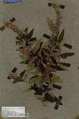 URN_catalog_HBHinton_herbarium_17826.jpg.jpg