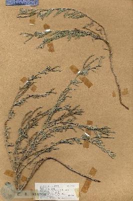 URN_catalog_HBHinton_herbarium_17831.jpg.jpg