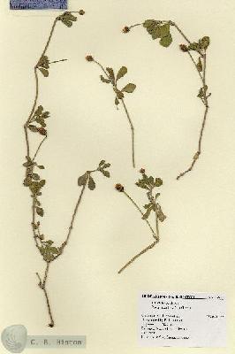URN_catalog_HBHinton_herbarium_17833.jpg.jpg