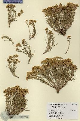 URN_catalog_HBHinton_herbarium_17835.jpg.jpg