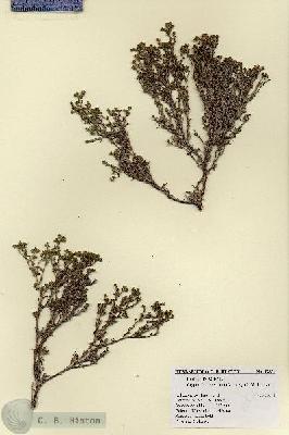 URN_catalog_HBHinton_herbarium_17836.jpg.jpg
