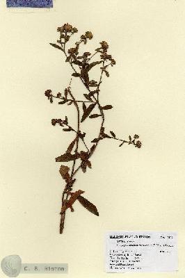 URN_catalog_HBHinton_herbarium_17872.jpg.jpg