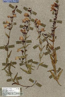 URN_catalog_HBHinton_herbarium_17879.jpg.jpg