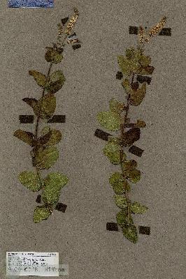 URN_catalog_HBHinton_herbarium_17898.jpg.jpg