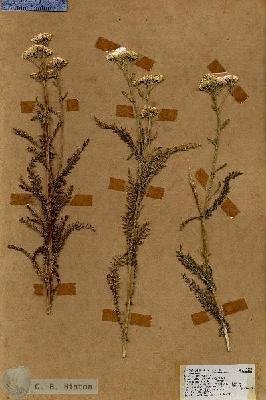 URN_catalog_HBHinton_herbarium_17899.jpg.jpg