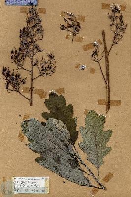 URN_catalog_HBHinton_herbarium_17945.jpg.jpg