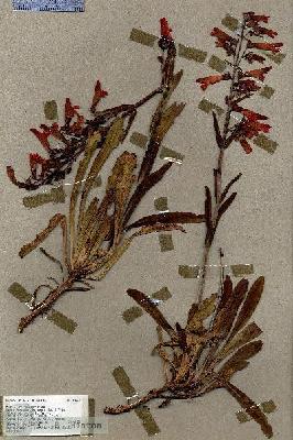 URN_catalog_HBHinton_herbarium_17979.jpg.jpg