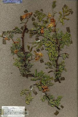 URN_catalog_HBHinton_herbarium_17950.jpg.jpg