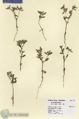 URN_catalog_HBHinton_herbarium_17951.jpg.jpg