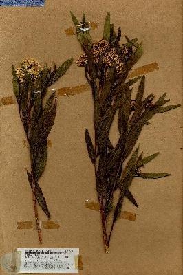 URN_catalog_HBHinton_herbarium_17968.jpg.jpg