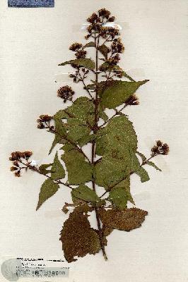 URN_catalog_HBHinton_herbarium_19999.jpg.jpg