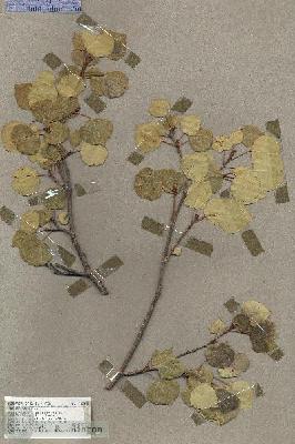 URN_catalog_HBHinton_herbarium_17976.jpg.jpg