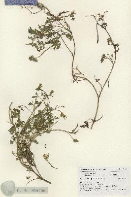 URN_catalog_HBHinton_herbarium_17985.jpg.jpg