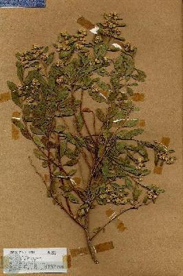 URN_catalog_HBHinton_herbarium_18035.jpg.jpg