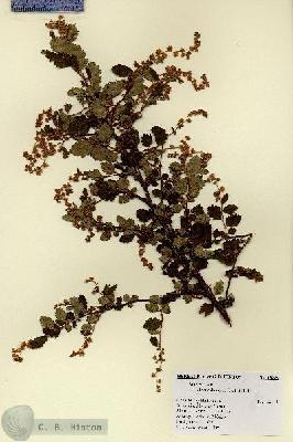 URN_catalog_HBHinton_herbarium_18289.jpg.jpg